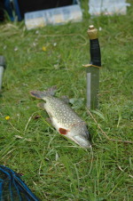 Cliquez pour agrandir