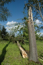 Cliquez pour agrandir