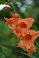 Cliquez pour agrandir