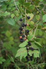 Cliquez pour agrandir