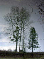 Cliquez pour agrandir